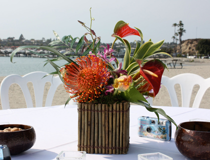 tropical5